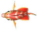 红薄荷神仙鱼